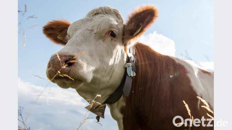 Die Kuhglocken auf einer Weide im oberbayerischen Holzkirchen dürfen erst mal weiter bimmeln. Foto: Matthias Balk/Archiv Bild: Matthias Balk