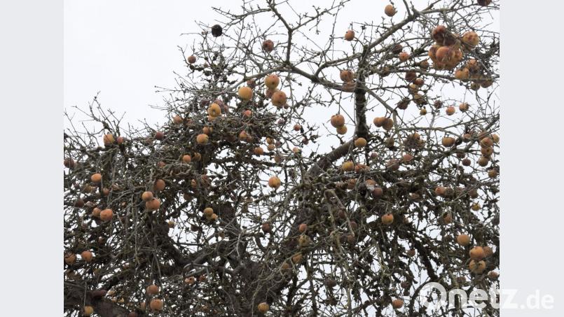 Da freut sich der Pomologe, wenn er solche alten Apfelbaumsorten antrifft. Dieser Adersleber Kalvill steht seit der Erstablösung des Truppenübungsplatzes Hohenfels in der Nähe von Sichensdorf. Man schätzt ihn auf gute 90 Jahre und der trägt immer noch gute Frückte - auch im Winter Bild: bö