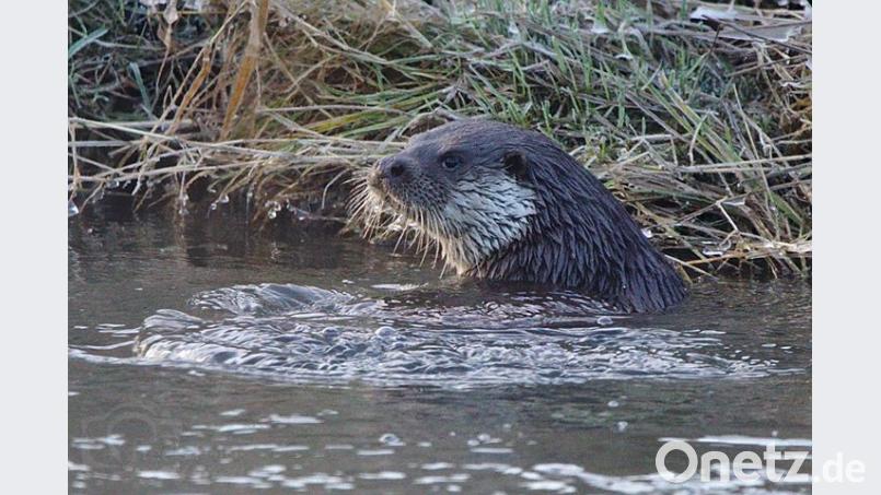 Dieser Fischotter lebt im südlichen Landkreis Neustadt/WN. Hobby-Fotograf Alfred Voss hat ihn am Montag beim Baden erwischt. Bild: Alfred Voss