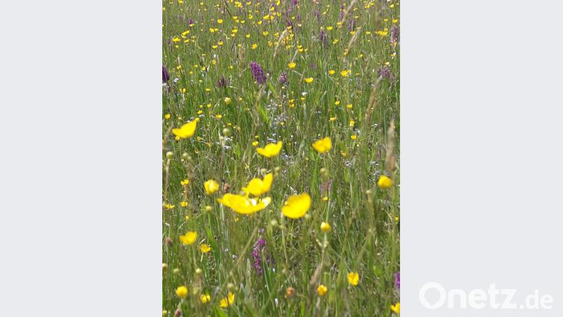 Blumenwiesen sind für die Imkerei unverzichtbar. Das hat auch die Stadt erkannt und sät blühende Schutzstreifen. Bild: dob