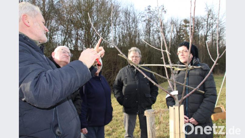 Eduard Eckl wählt die Augen für den Leit-Ast-Fortsatz und den ersten begleitenden Frucht-Ast aus. Das Auge für den Leit-Ast-Fortsatz sollte möglichst so gewählt werden, dass er in die gleiche Richtung wie der Leit-Ast wächst. Bild: ads