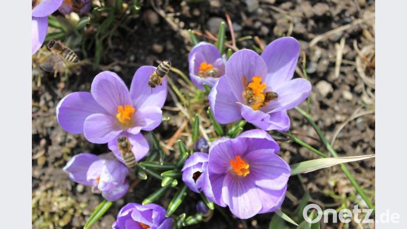 Zur Artenvielfalt gehören nicht nur die Bienen. Auch Hummel und Schmetterlinge sollen weiterhin fliegen. Bild: njn