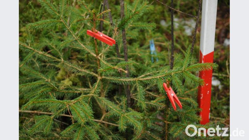 Mit roten Klammern markieren Förster bei der Aufnahme eines Verbissgutachtens Bäume. An der Fichte ist der Leittrieb abgefressen. Bild: ge