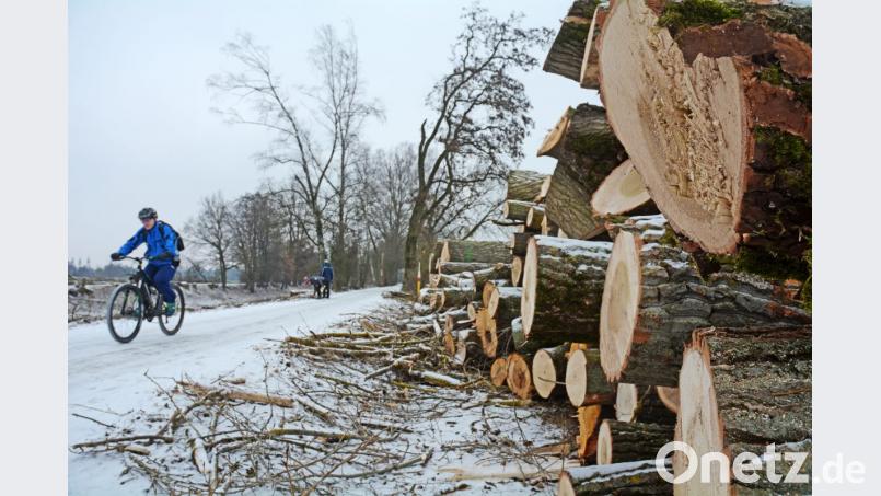 Baumstümpfe und aufgestapelte Stämme zeugen von den Fällarbeiten am Flutkanal. Bild: Gabi Schönberger