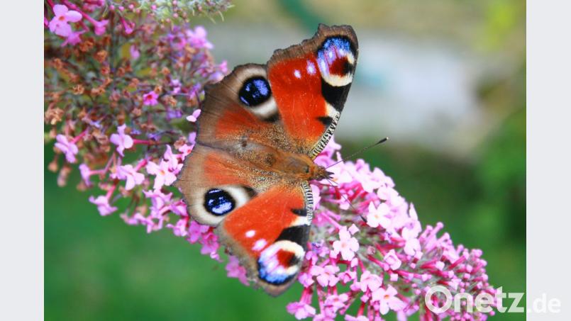Zur Artenvielfalt gehören nicht nur die Bienen. Auch Hummel und Schmetterlinge sollen weiterhin fliegen. Bild: njn