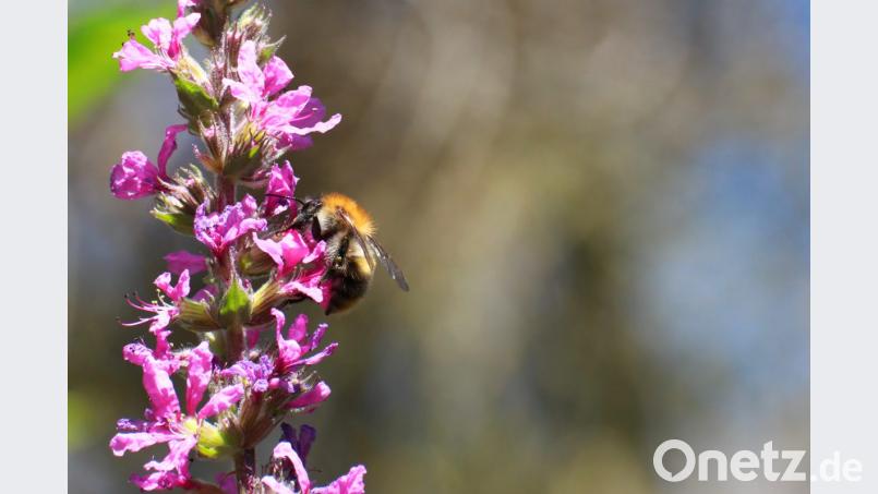 Zur Artenvielfalt gehören nicht nur die Bienen. Auch Hummel und Schmetterlinge sollen weiterhin fliegen. Bild: njn