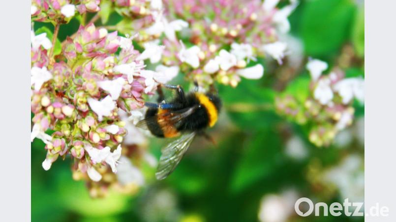 Zur Artenvielfalt gehören nicht nur die Bienen. Auch Hummel und Schmetterlinge sollen weiterhin fliegen. Bild: njn