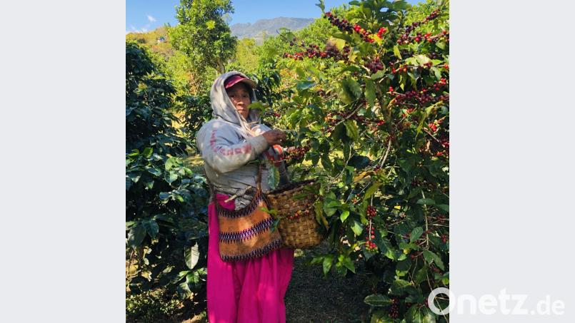 Auf die jungen Deutschen wartet in Panama ein Ausflugs- und Besichtigungsprogramm. Der Besuch einer Kaffeeplantage gehört dazu. Bild: ads