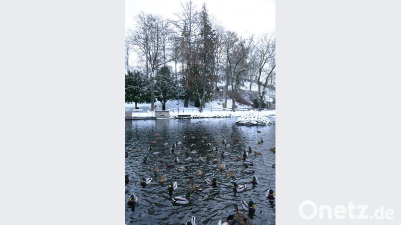 Wenn die Enten im Stadtweiher einen Menschen am Ufer entdecken, gibt es für sie keinen Halt mehr und hoffen auf Futter. Idyllisch im Hintergrund die Kreuzbergkirche mit einem natürlichen weißen Überzug. Bild: bey
