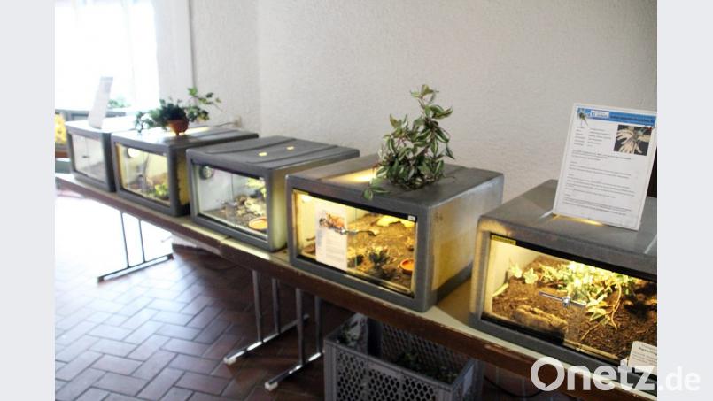Zahlreiche Terrarien sind in der Stadthalle aufgebaut. Bild: jma