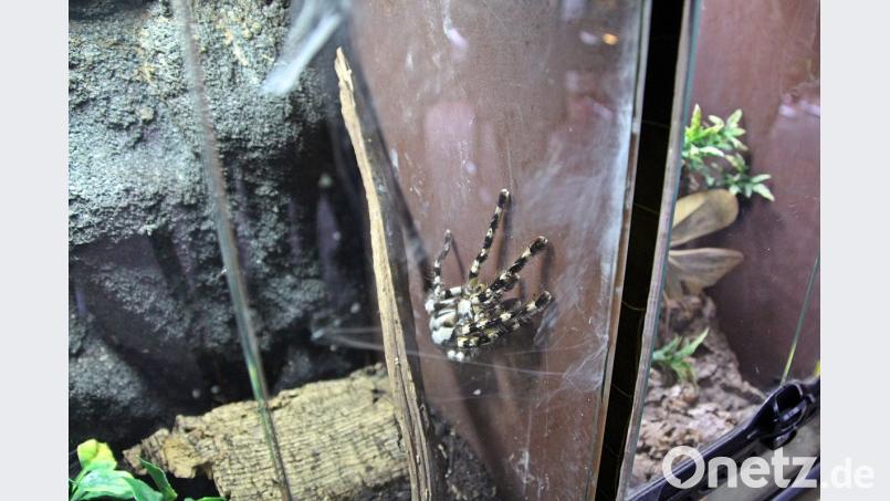 Eine der Spinnen im Terrarium. Bild: jma