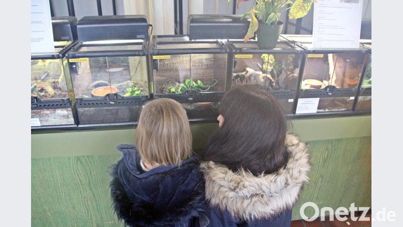 Neugierig stehen die Kinder vor den geschlossenen Terrarien. Bild: jma