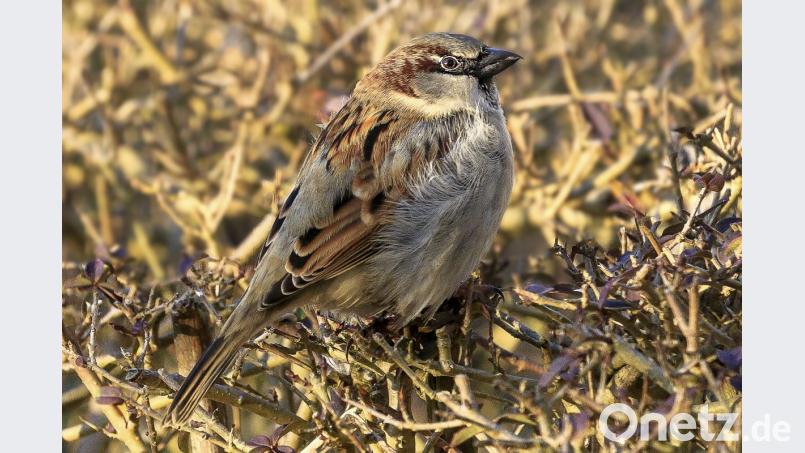 Nicht nur Spatzen fühlen sich in Hecken wohl, auch viele andere Vögel, Insekten und Kleinsäuger. Bild: Hösamer