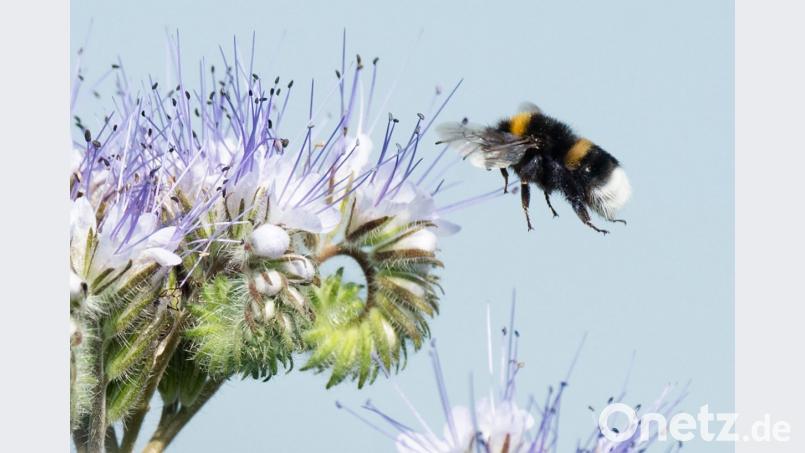 Eine Hummel landet auf blühender Phacelia. Die Pflanze wird auch Bienenfreund oder Bienenweide genannt und zieht viele Insekten an. Bild: Julian Stratenschulte/dpa