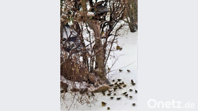 Das Büfett ist gedeckt. Zurzeit kommen die Vögel in Scharen zu den Futterhäuschen. Bild: jml