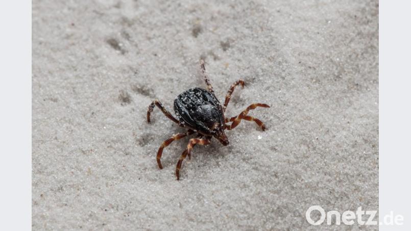 Die Aufnahme zeigt eine Hyalomma-Zecke. Foto: Andrea Schnartendorff/Robert Koch-Institut Bild: Andrea Schnartendorff