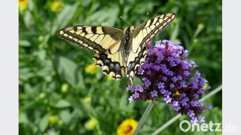 Auch die Zahl der Schmetterlinge ist deutlich zurückgegangen. Das Bild zeigt einen Schwalbenschwanz. Bild: exb