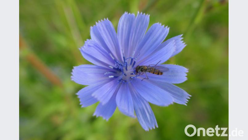 Insekt besucht Blüte. Bild: exb