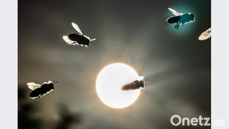 Bienen kehren vor der tief stehenden Sonne auf dem Lohrberg in ihren Korb zurück. Foto: Frank Rumpenhorst/Archiv Bild: Frank Rumpenhorst