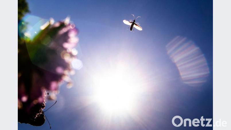 Ein kleines Insekt (oben) fliegt vor der Sonne unter einem strahlend blauen Himmel entlang. Bild: Frank Rumpenhorst/dpa