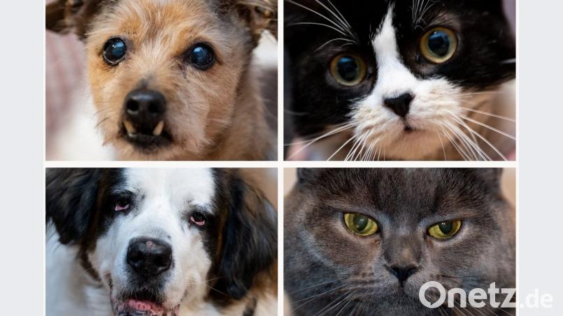 Davon, dass Hund und Katze als Familienmitglieder aufgefasst werden, profitiert der Zoohandel. Bild: Peter Steffen