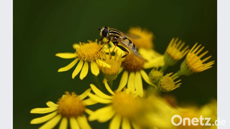 Eine Biene sitzt auf einem blühenden Jakobskreuzkraut. Bild: agentur_dpa