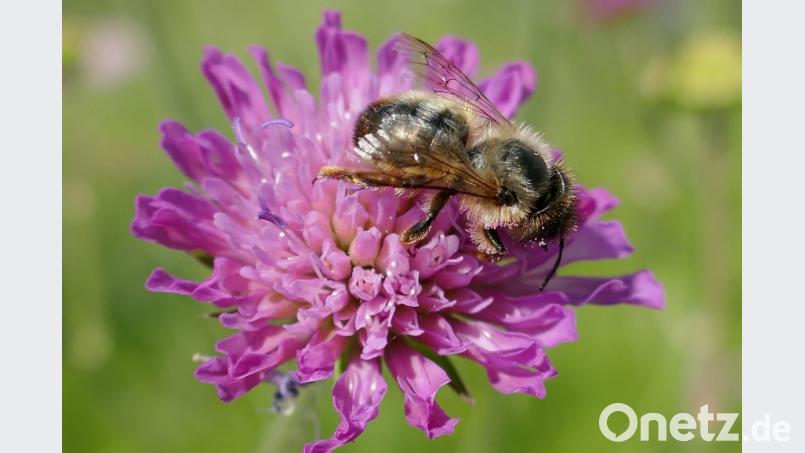 Insekt auf einer Blüte Bild: exb