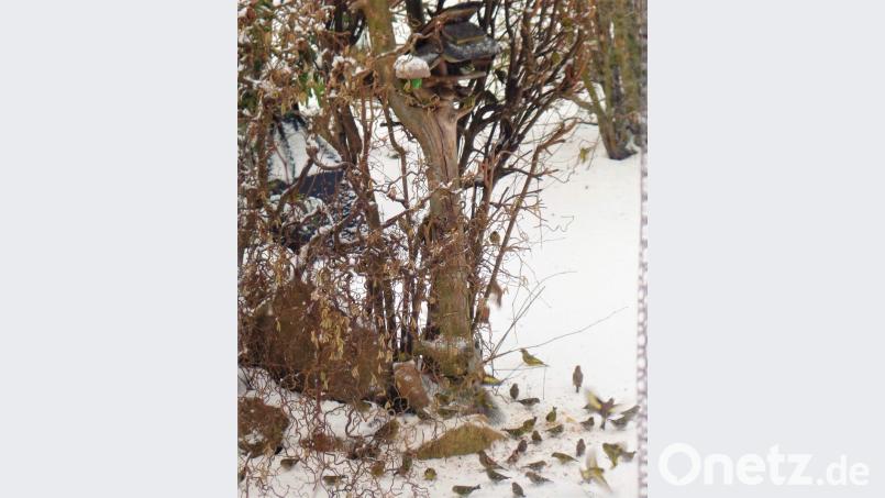Das Büfett ist gedeckt. Zurzeit kommen die Vögel in Scharen zu den Futterhäuschen. Bild: jml