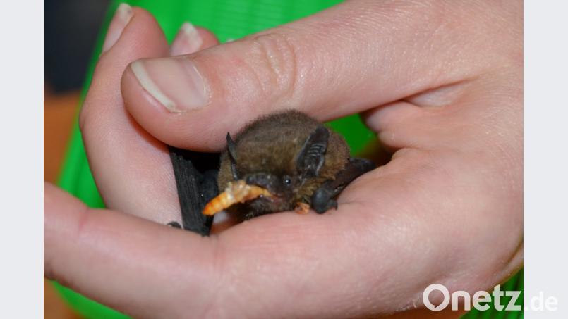 Eine kleine Zweifarbfledermaus hatte Melanie Dippl zur Jahreshauptversammlung des LBV mitgebracht. Mit Mehlwürmern päppelt die Bundesfreiwilligendienst- Leistende das Tierchen zuhause auf. Bild: hcz