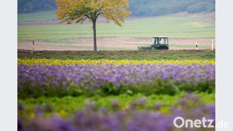 Viele junge Landwirte sehen durch das Volksbegehren Artenvielfalt ihre Existenz bedroht. Bild: Thomas Warnack/dpa
