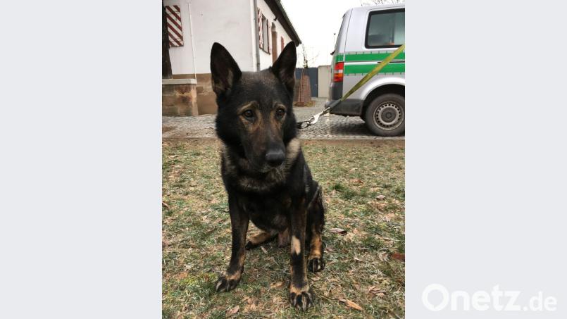 Das undatierte Foto zeigt den Polizeihund Ivo. Der Hund musste wegen eines Tumors notoperiert werden. Wegen starker innerer Blutungen benötigte er eine Bluttransfusion. Bild: Polizeipräsidium Mittelfranken/dpa