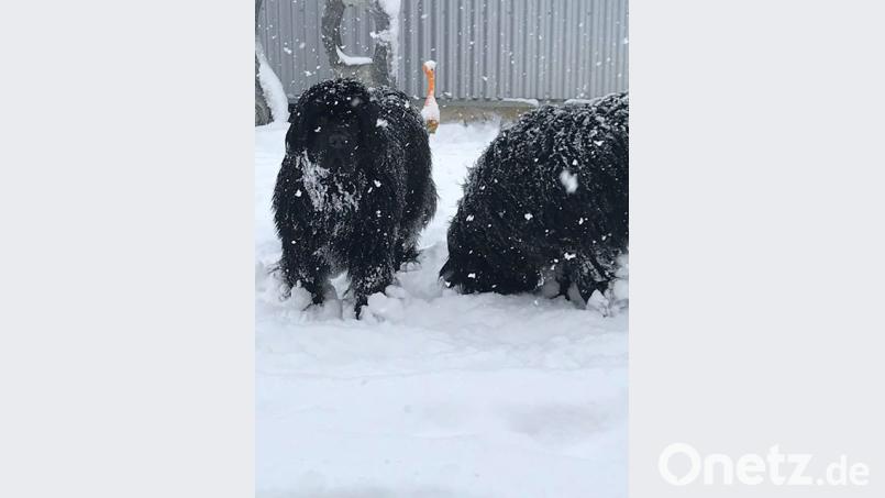 Frodo und Funny aus Amberg. Bild: Christina Lorisch