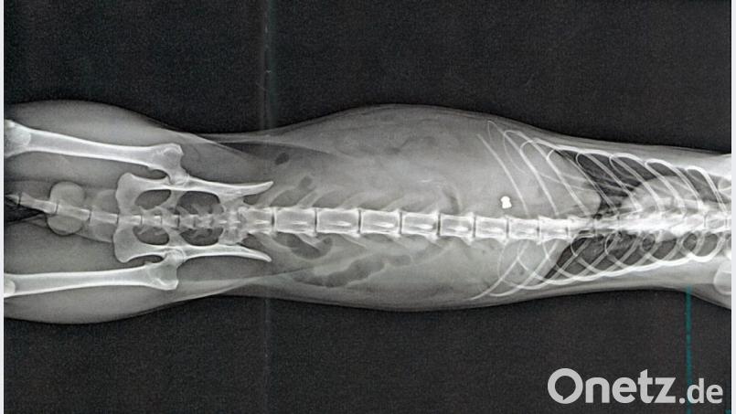 Dieses Röntgenbild zeigt, was passiert ist: Ein Unbekannter hat mit einem Luftgewehr auf einen Kater geschossen. Das Projektil ist in der Mitte der rechten Bildhälfte deutlich zu erkennen. Bild: Polizei