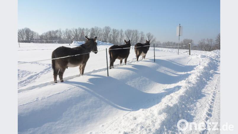 Auf die Vorzüge des Fortbewegens im Windschatten schwören nicht nur die Langläufer. Bild: Gabi Schönberger