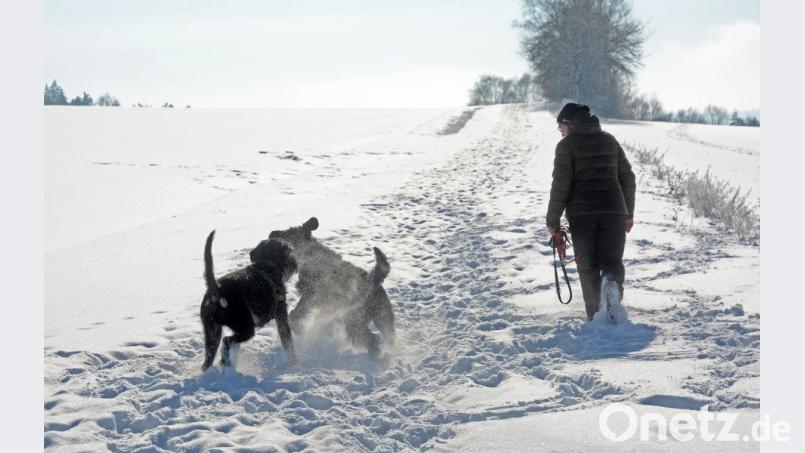 Schnee-Hunde: Bei Hammerharlesberg tollen zwei Vierbeiner durch das pulvrige weiß. Bild: Gabi Schönberger