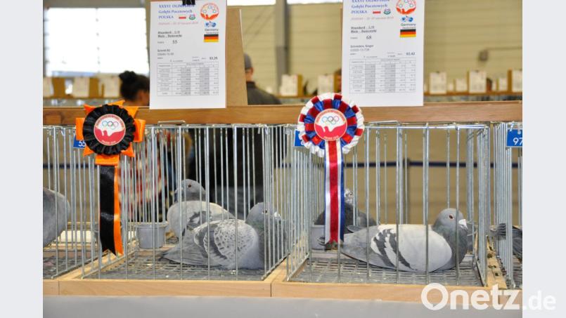 "Mister Welt" nennt Konrad Meierhofer die Taube (rechts), die für Deutschland bei der Olympiade in Polen "Gold" geholt hat. Statt einer Medaille gab es eine Konkarde. Links daneben ein Bronze-Gewinner. Bild: exb