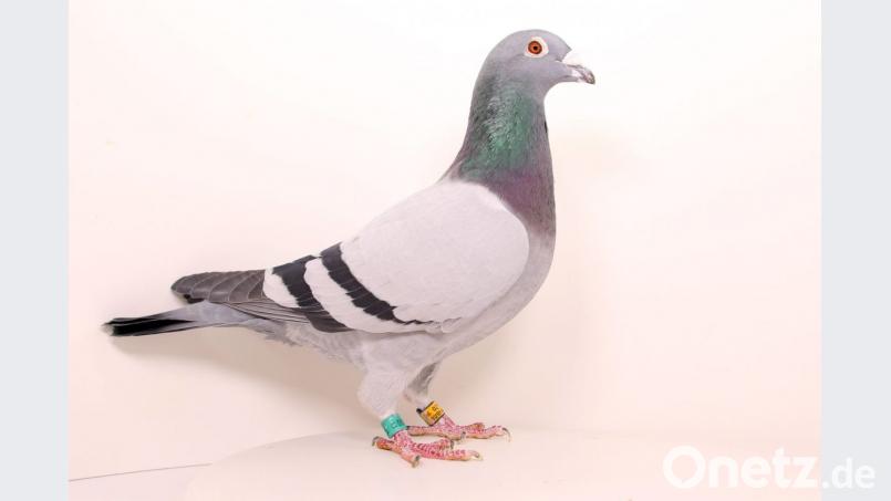 Die preisgekrönte Taube. Bild: bl