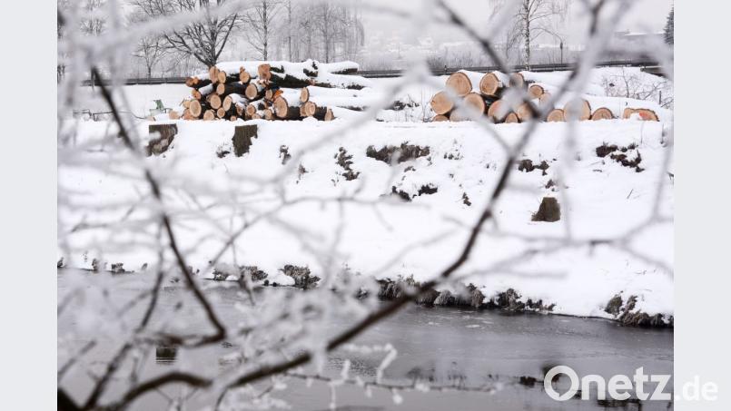 Die gefällten Bäume am Flutkanal. Bild: Gabi Schönberger