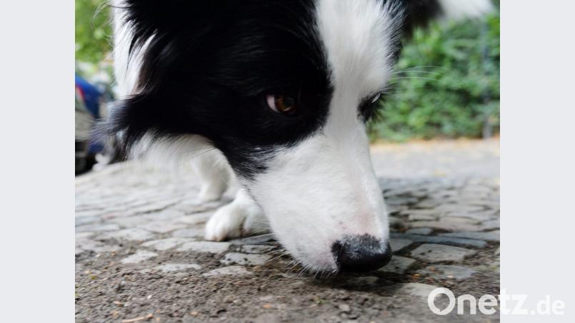 Müssen Hunde in Rothenstadt aufpassen, nicht an Giftköder zu schnuppern? Hier wurden Käsestücke mit rotem Pulver gefunden. Nach ersten Ermittlungen meint die Polizei aber, es bestünde keine akute Gefährdung. Bild: Maurizio Gambarini/dpa