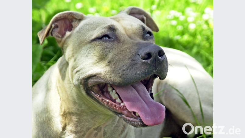 Der Kampf um einen Hund der Rasse American Staffordshire Terrier beschäftigte das Verwaltungsgericht Regensburg.. Die Klage der Fensterbacher Hundehalterin wurde abgewiesen. Symbolbild:  Peter Förster/dpa