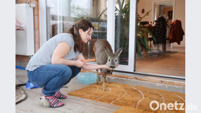 Ina Doll hat Reh Rosi mit dem Fläschchen aufgezogen. Heute macht es sich das Tier bei schlechtem Wetter gerne im Wintergarten bequem. Bild: Gabi Schönberger
