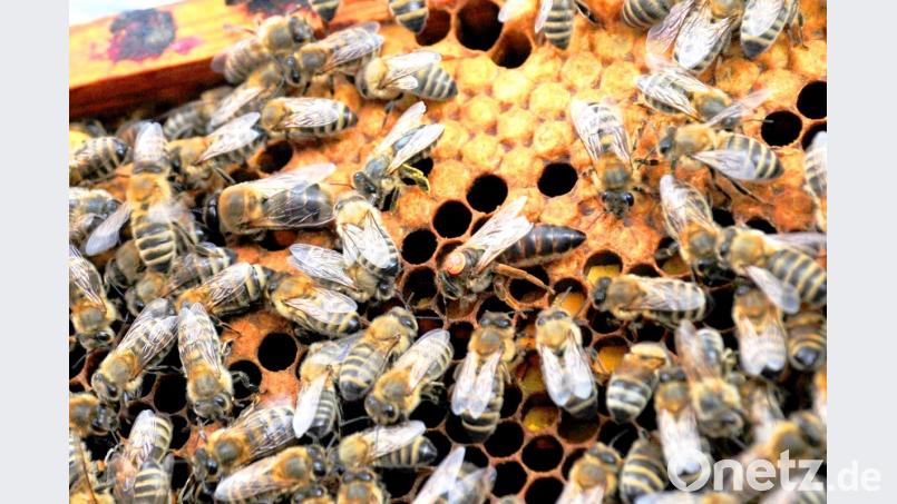 Wer sich für ein eigenes Bienenvolk samt Königin interessiert, sollte sich jetzt schnell für den neuen Probeimker-Kurs anmelden. Bild: njn