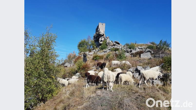 Ein wichtiger Bestandteil des Natur-Kultur-Konzepts ist die Offenhaltung des Burgbergs durch die Beweidung mit Schafen; ein Umstand, der von den Besuchern viel Rücksichtnahme fordert. Bild: exb