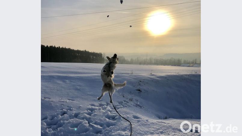 Da hat jemand richtig viel Freude beim Gassigehen. Bild: Kerstin Eder