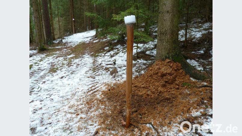 Der Leckstein ist auf einem Pfosten befestigt. Der Regen wäscht das Salz in kleinen Mengen den Stamm hinunter. So bekommen die Tiere keine Überdosis ab.. Bild: Portner