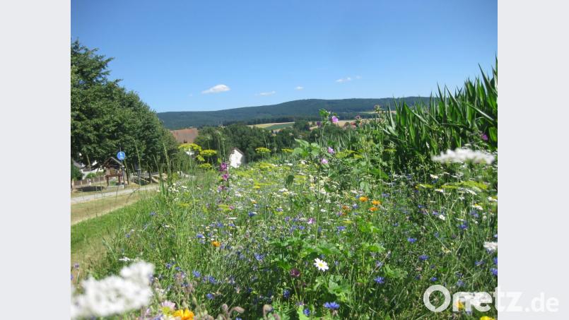 Dieser schöne Blühstreifen stammt aus unserem Landkreis. Solche Blühstreifen bieten für Insekten einen breiten Lebensraum. Nicht jeder Beitrag von Landwirten zur Artenvielfalt ist so offensichtlich. Bild: exb