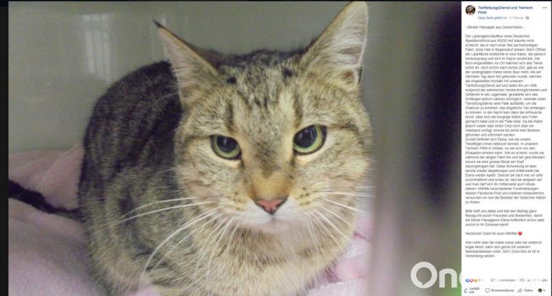 In Winkel (Kanton Zürick) in der Schweiz wartet Elena darauf, dass sich ihre Besitzer aus Hof melden. Screenshot: www.facebook.com/TierrettungsdienstCH/