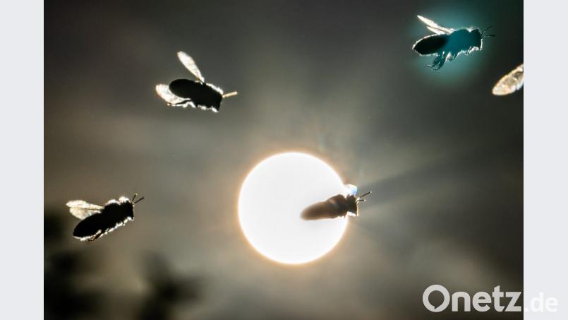 Bienen fliegen vor der tief stehenden Sonne. Foto: Frank Rumpenhorst/Archiv Bild: Frank Rumpenhorst