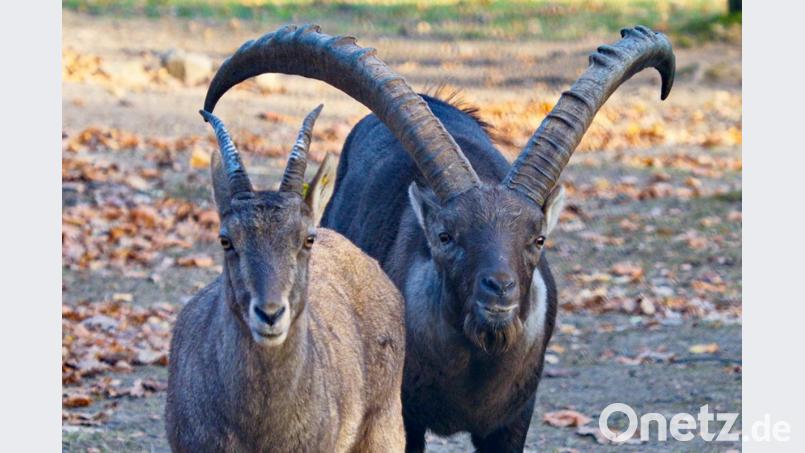 Steinbock "Anton" (r) steht im Saarbrücker Tierpark neben einer Steingeiß. Foto: Ralf Blechschmidt/Archiv Bild: Ralf Blechschmidt