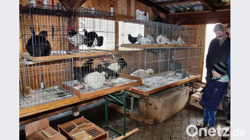 Im Eingangsbereicht machten die Tiere mit Gurren, Geschnatter und Krähen auf sich aufmerksam. Bild: ds